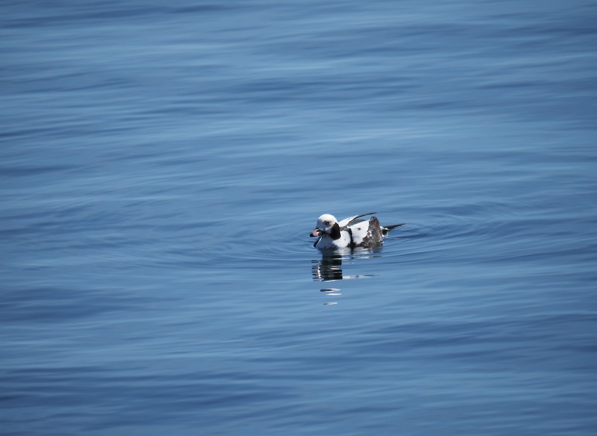 Long-tailed Duck - ML429579831