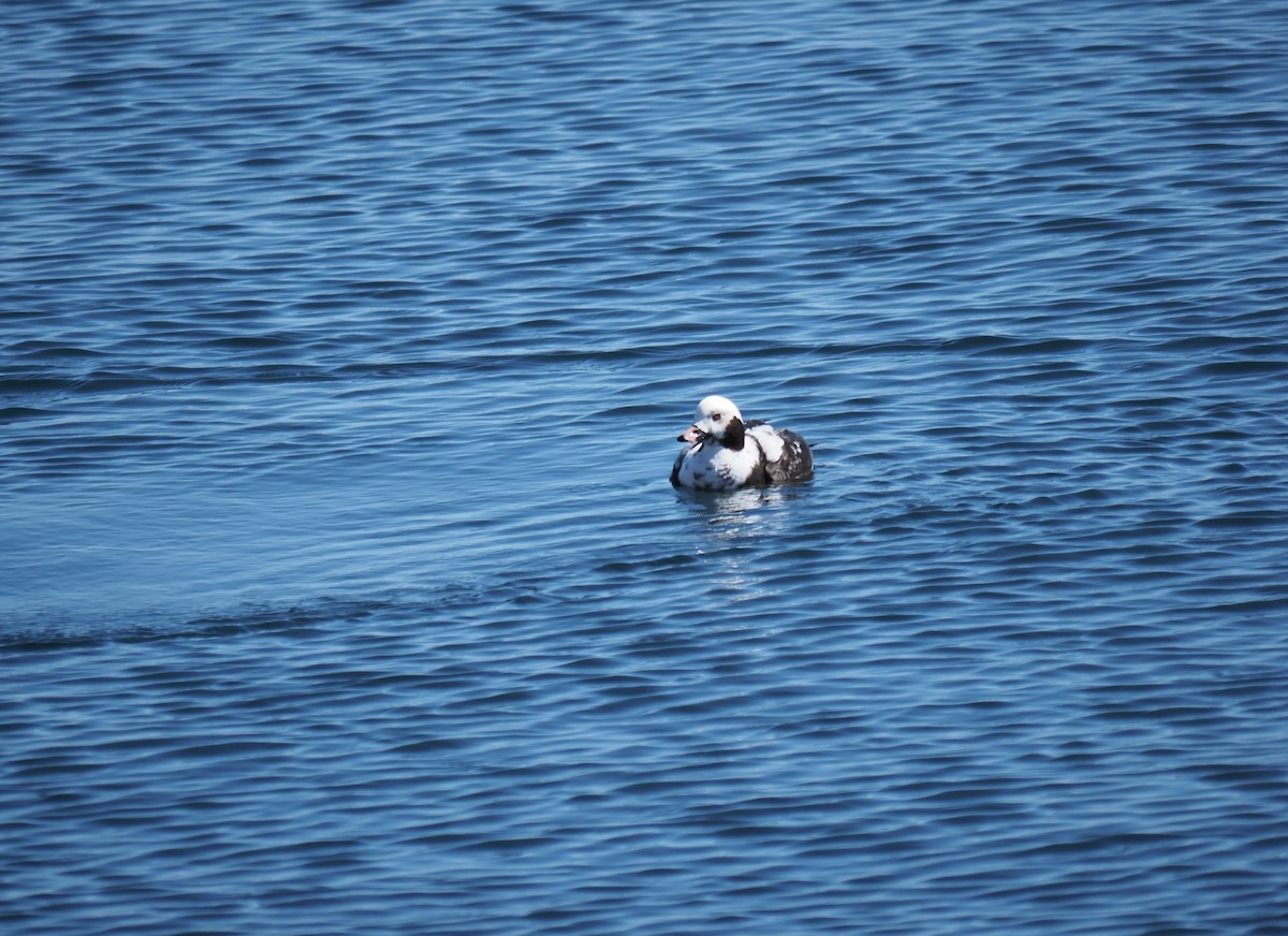 Long-tailed Duck - ML429579861
