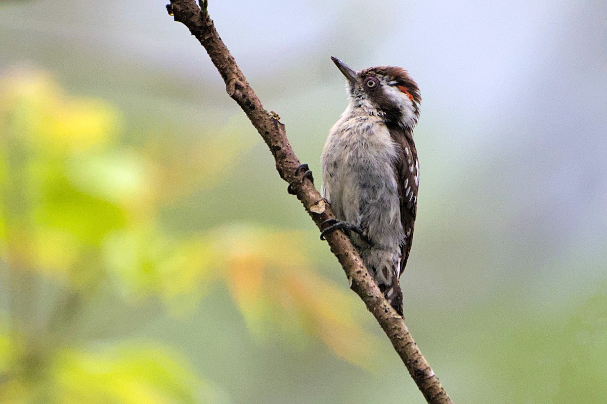 Brown-capped Pygmy Woodpecker - ML429580701