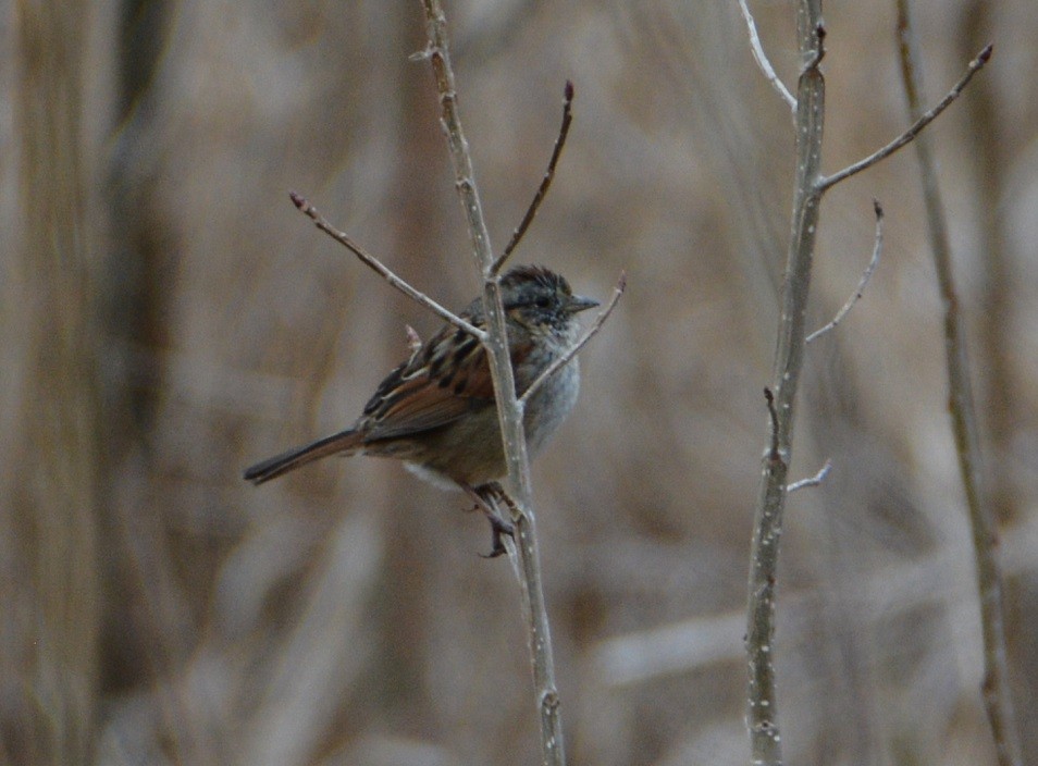 Swamp Sparrow - "Chia" Cory Chiappone ⚡️