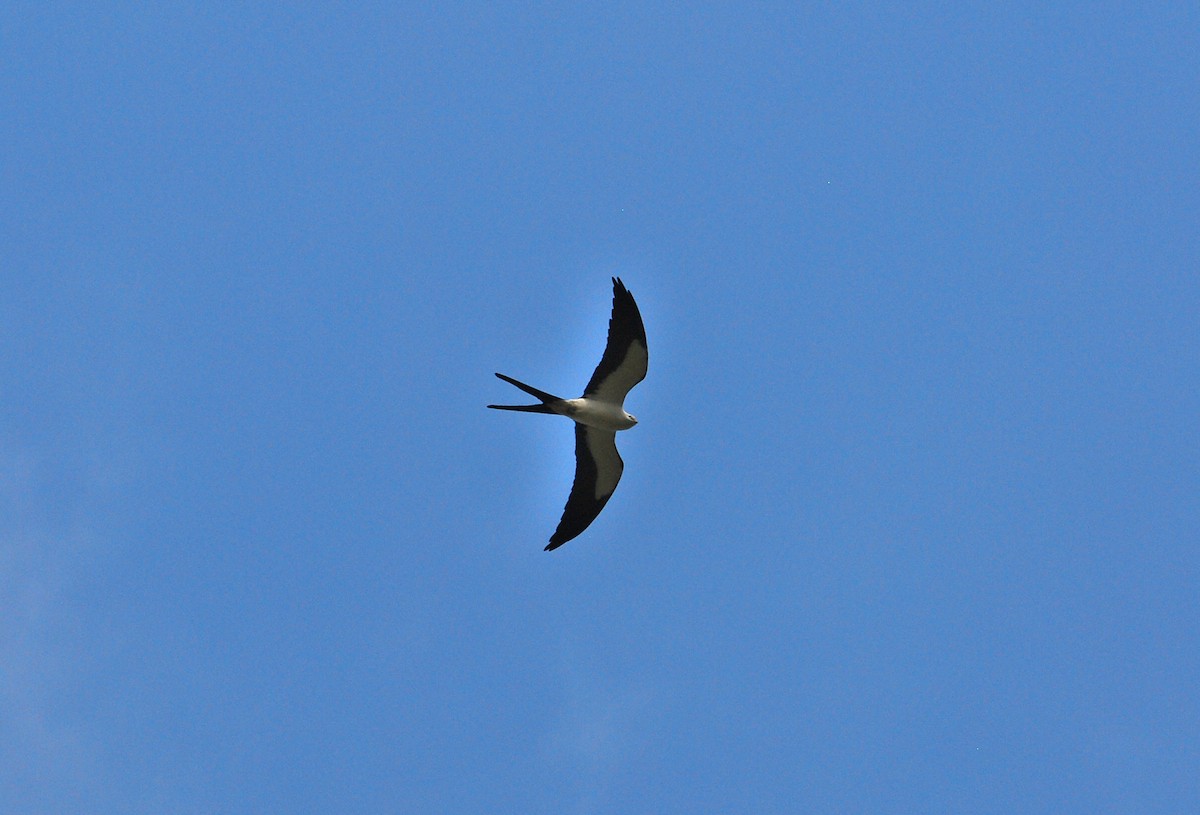 Swallow-tailed Kite - Mark Esparza