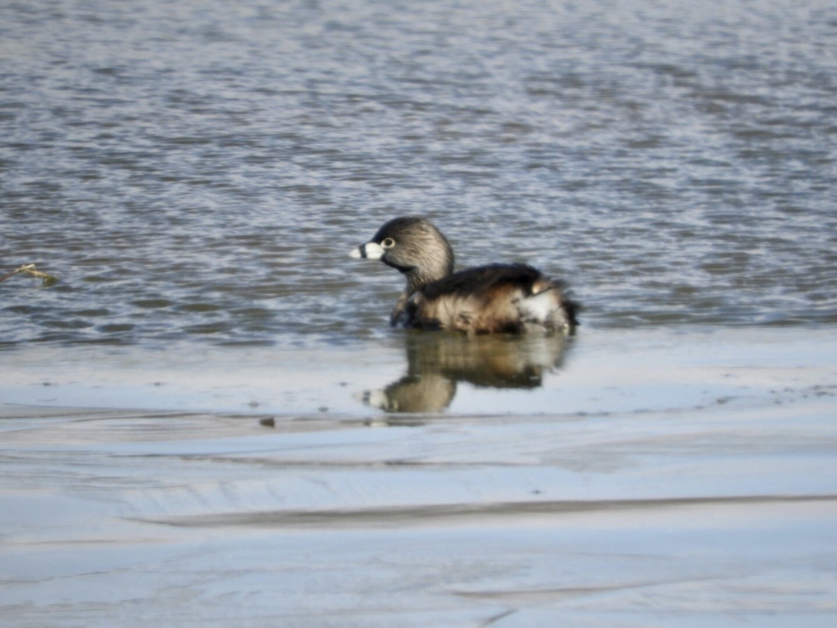 Pied-billed Grebe - Lois Rockhill