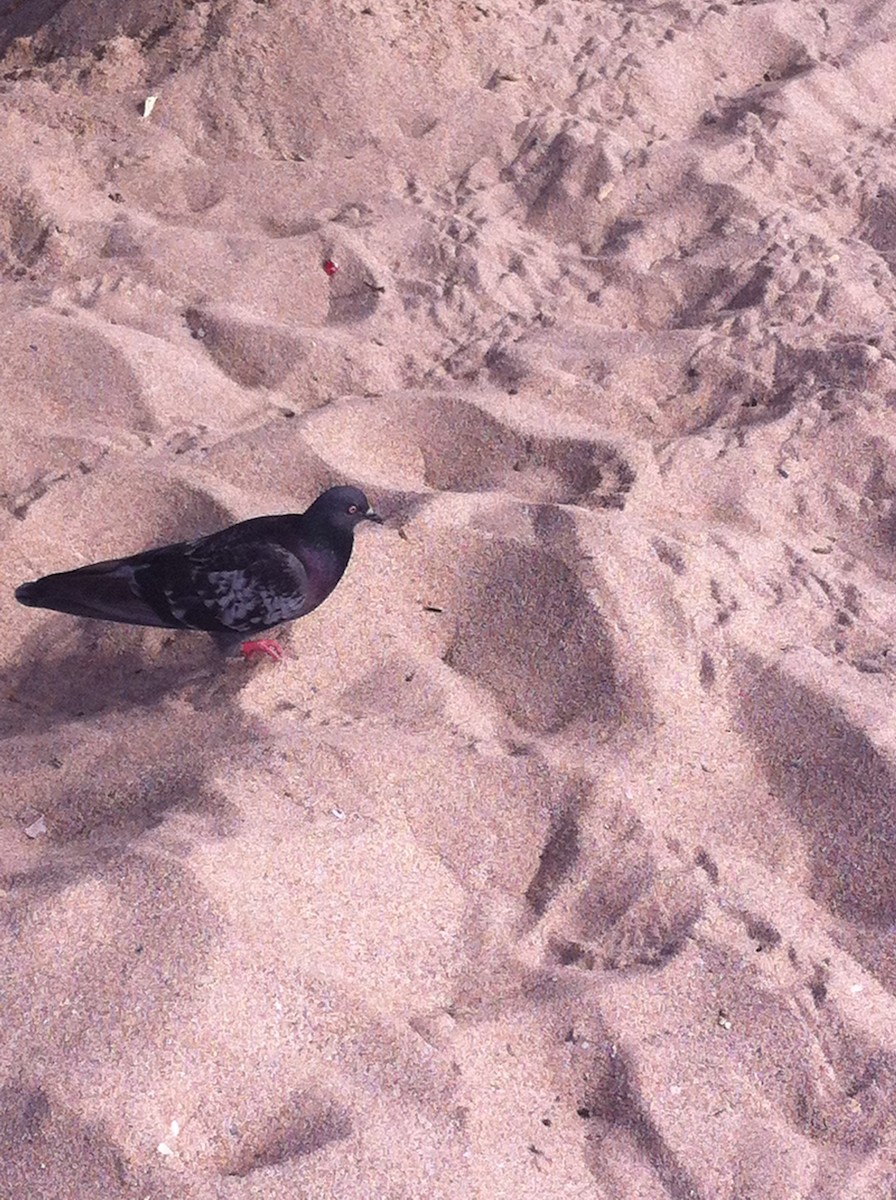 Rock Pigeon (Feral Pigeon) - Isaac Lòpez
