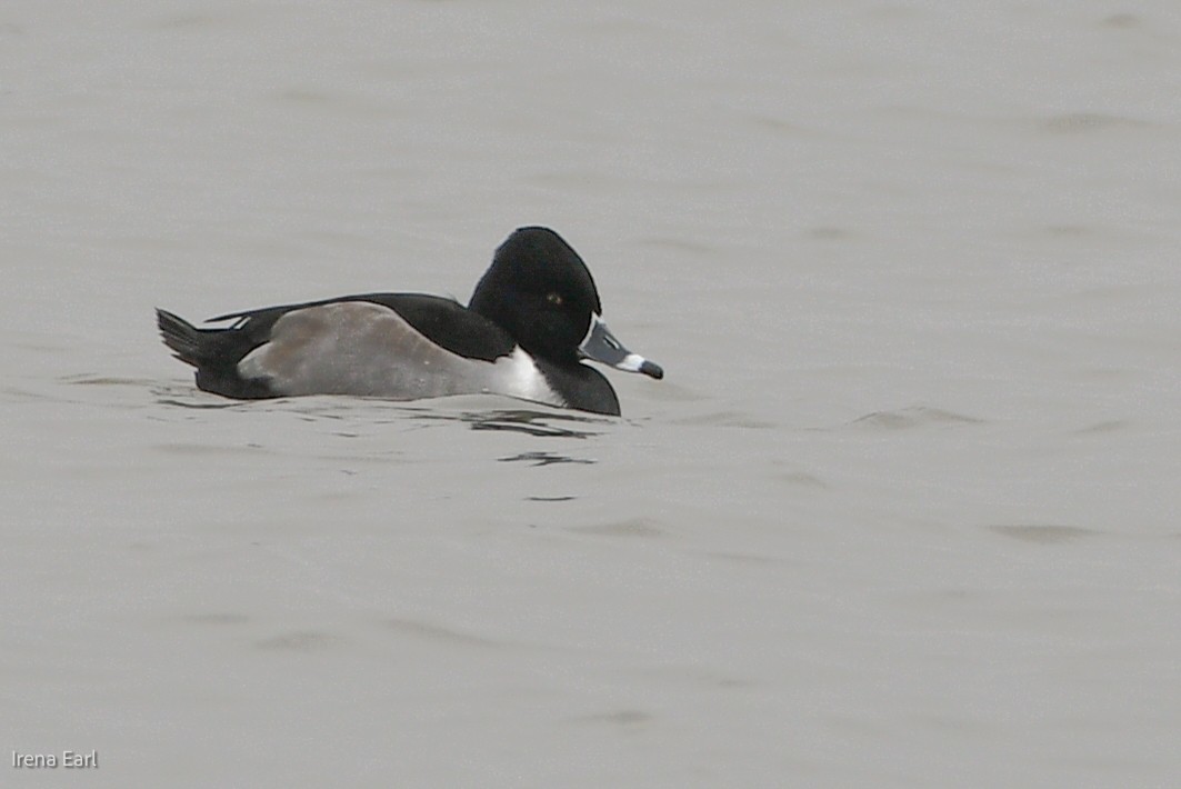 Ring-necked Duck - ML429588181