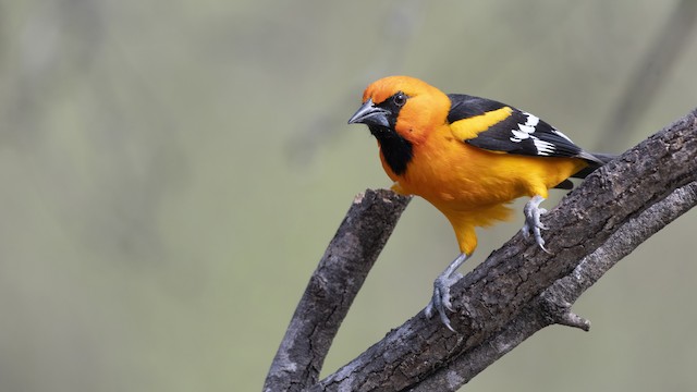 Orange Oriole - eBird