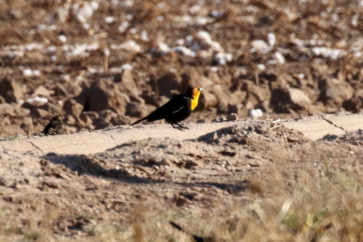 Yellow-headed Blackbird - ML42960021