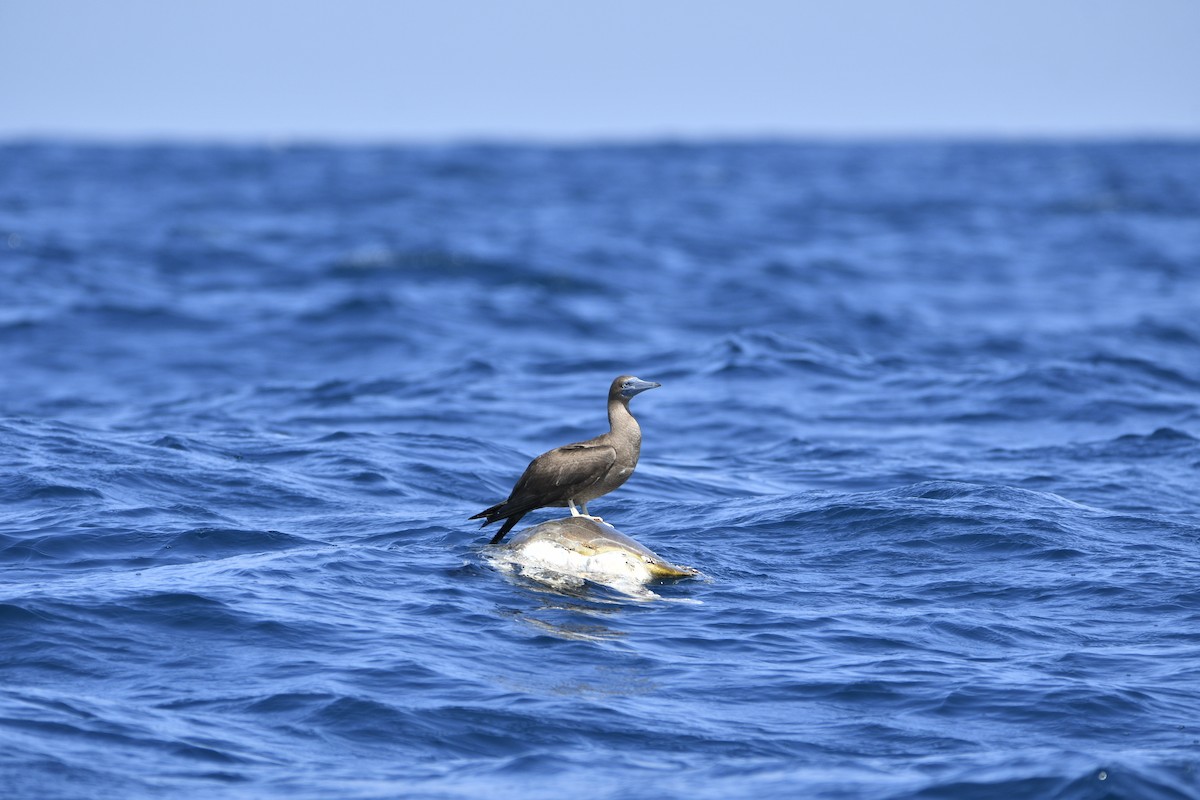 Brown Booby - ML429600431