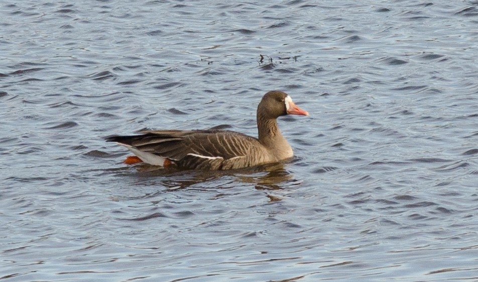 Greater White-fronted Goose - ML42960361
