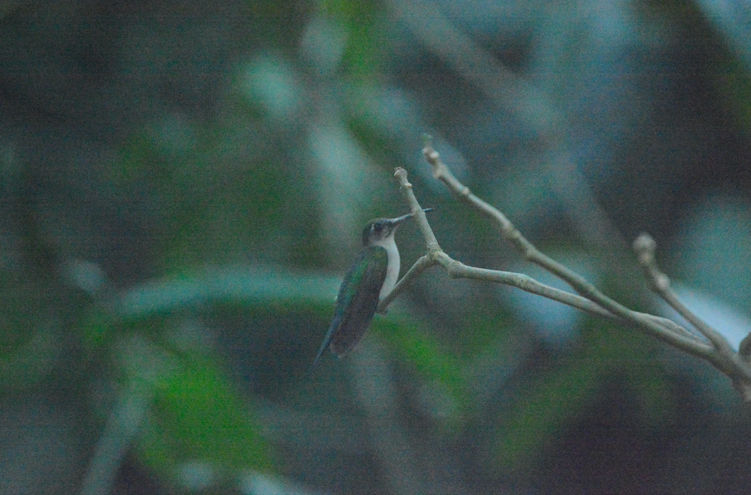 Wedge-tailed Sabrewing (Long-tailed) - ML429606861