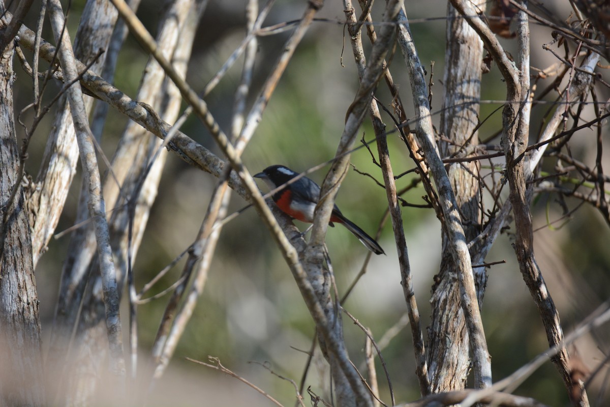Red-breasted Chat - ML429609171
