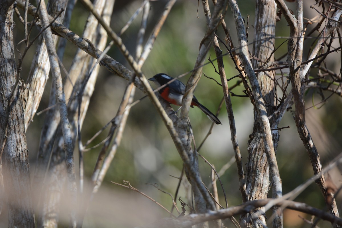 Red-breasted Chat - ML429609201