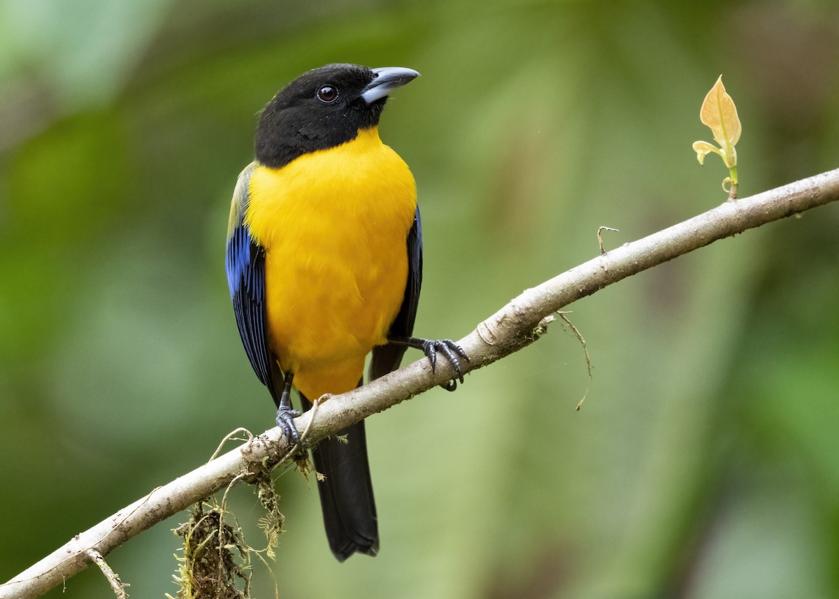Black-chinned Mountain Tanager - ML429620461
