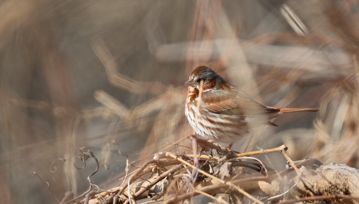 Fox Sparrow (Red) - Jay McGowan