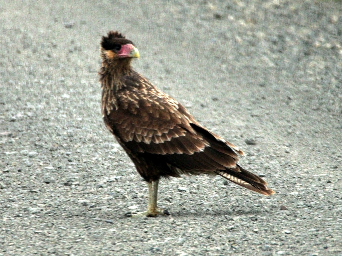 Crested Caracara (Southern) - Merryl Edelstein