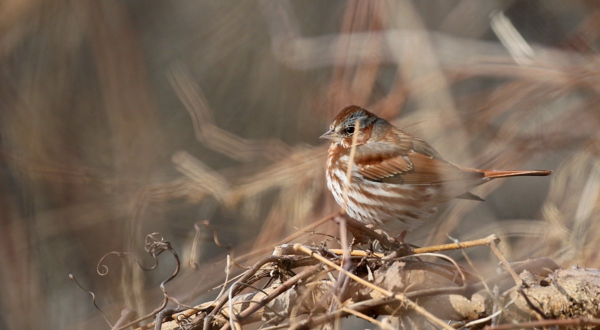 Fox Sparrow (Red) - ML42962301