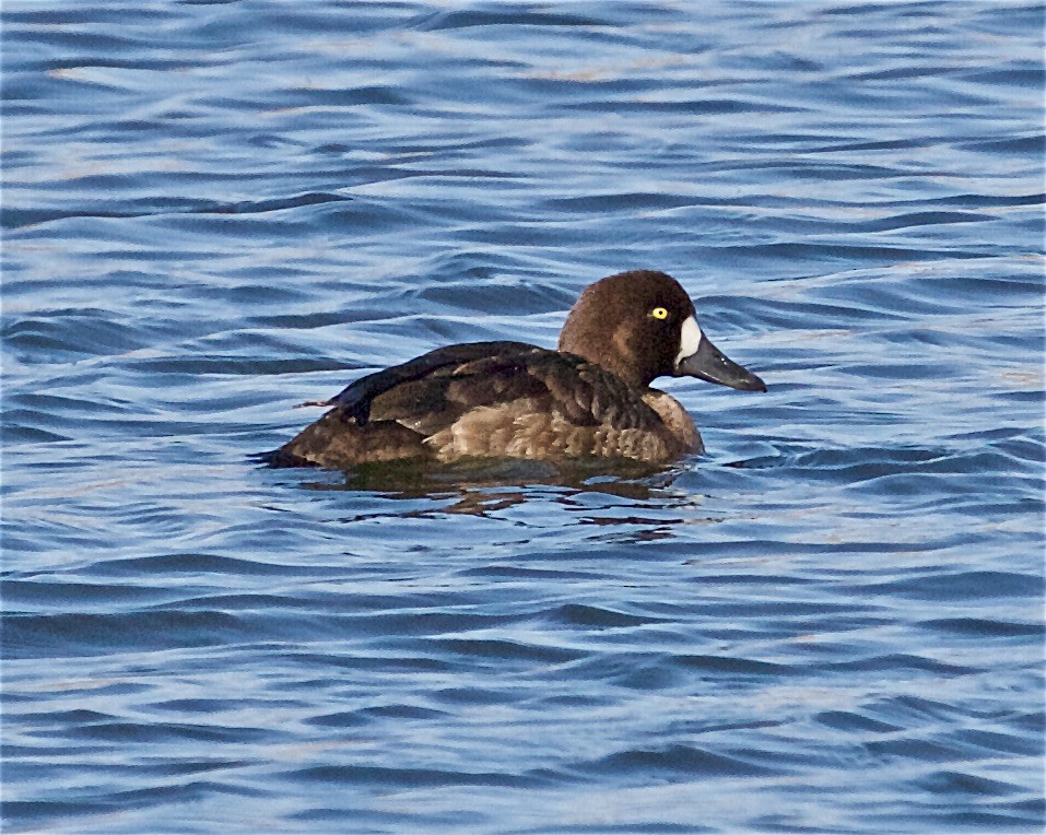 Greater Scaup - ML429623321