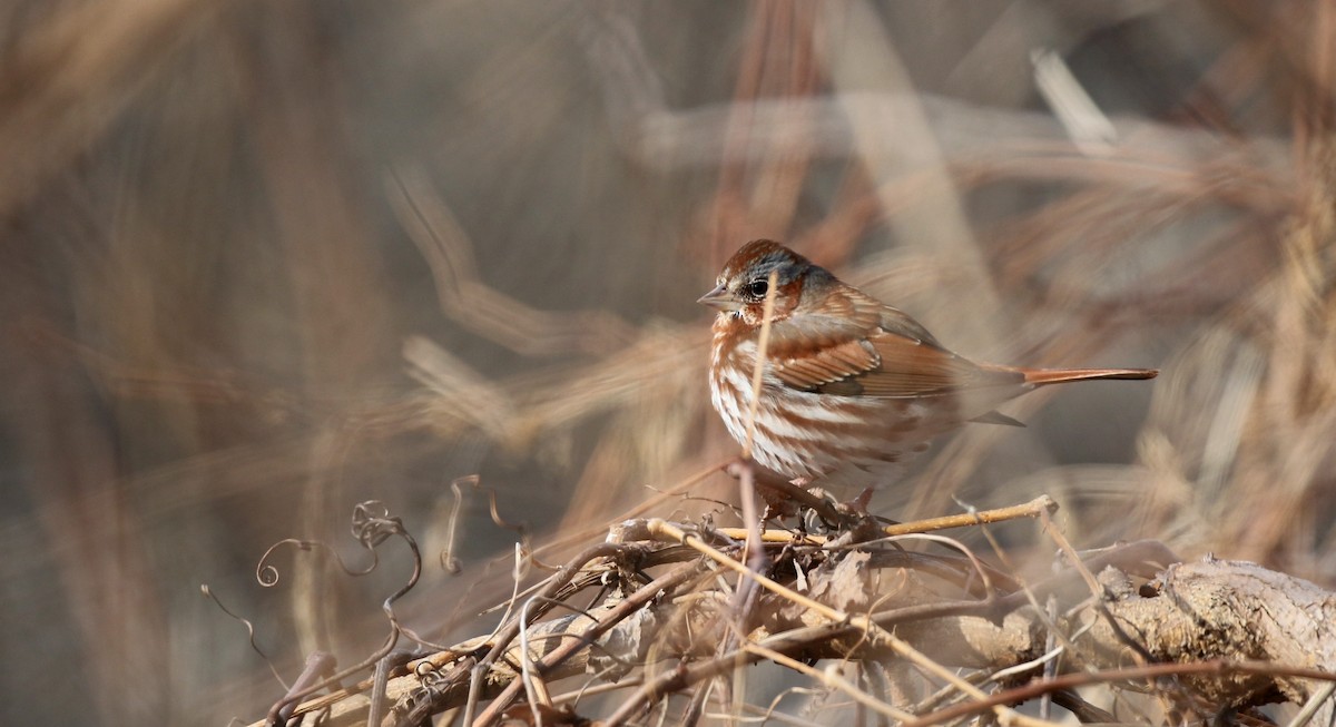 Fox Sparrow (Red) - ML42962341