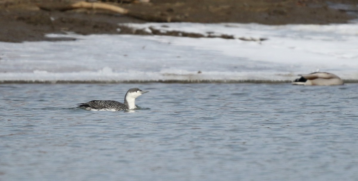 Red-throated Loon - ML42962391