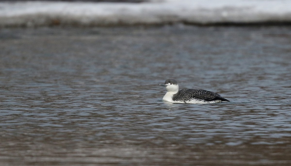 Red-throated Loon - ML42962431