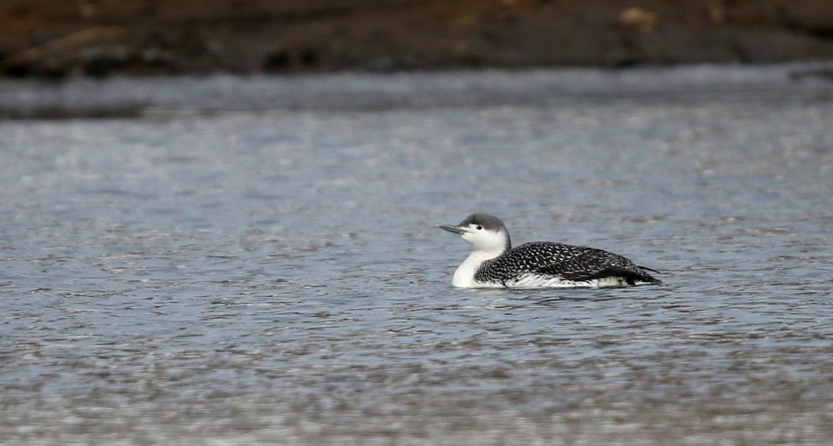 Red-throated Loon - ML42962451
