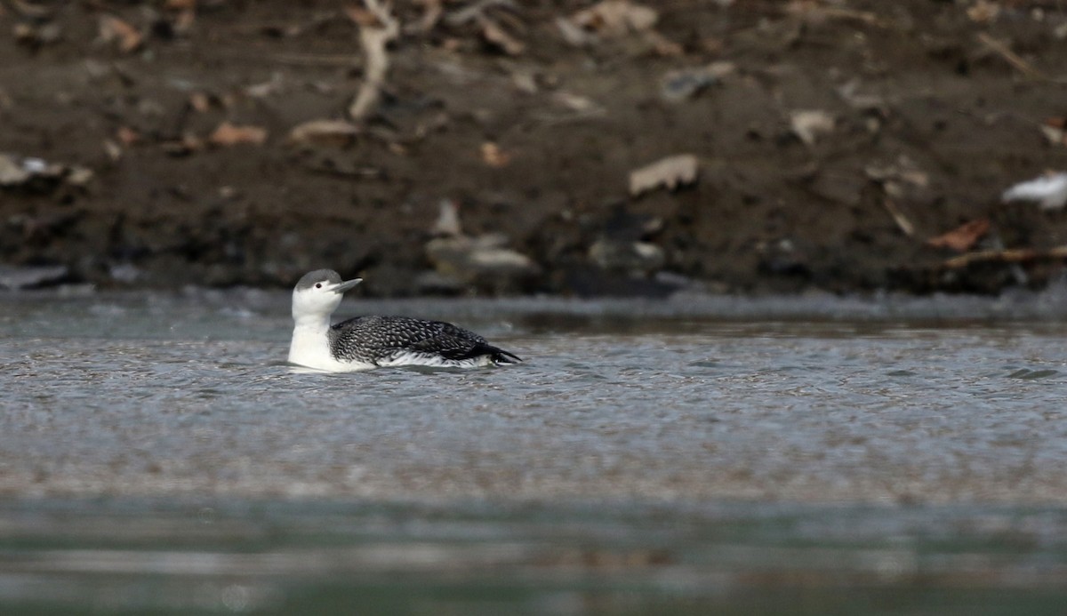 Red-throated Loon - ML42962491
