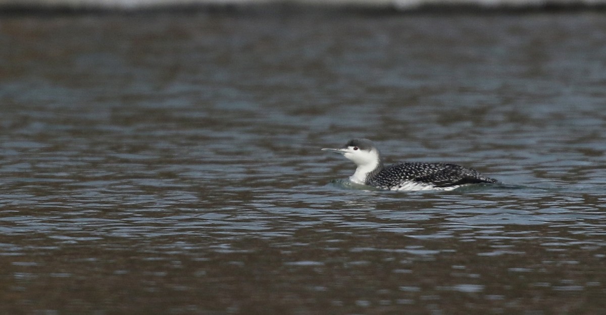 Red-throated Loon - ML42962571
