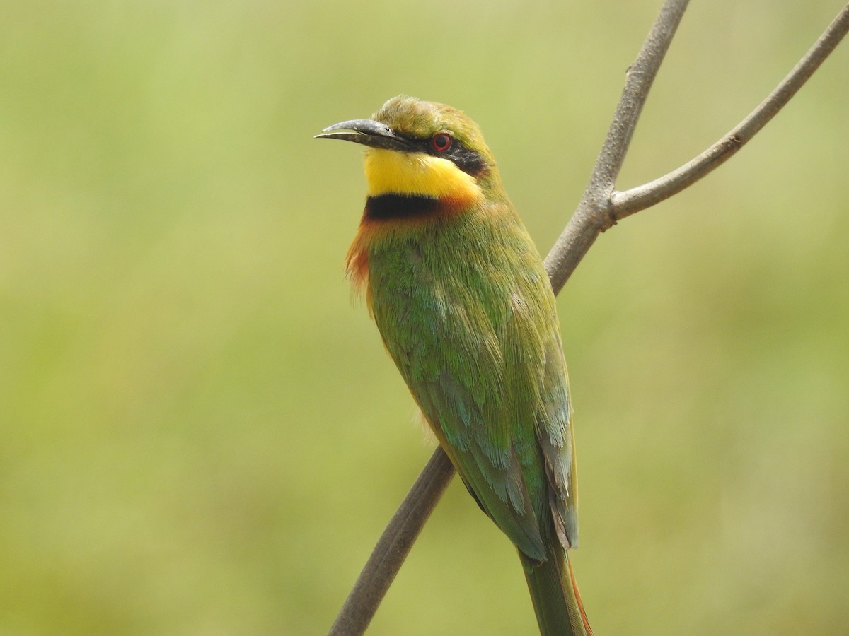 Little Bee-eater - ML429635041