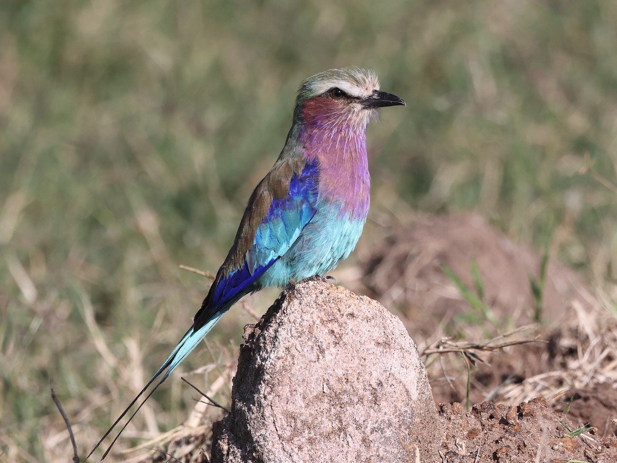 Lilac-breasted Roller - ML429637211