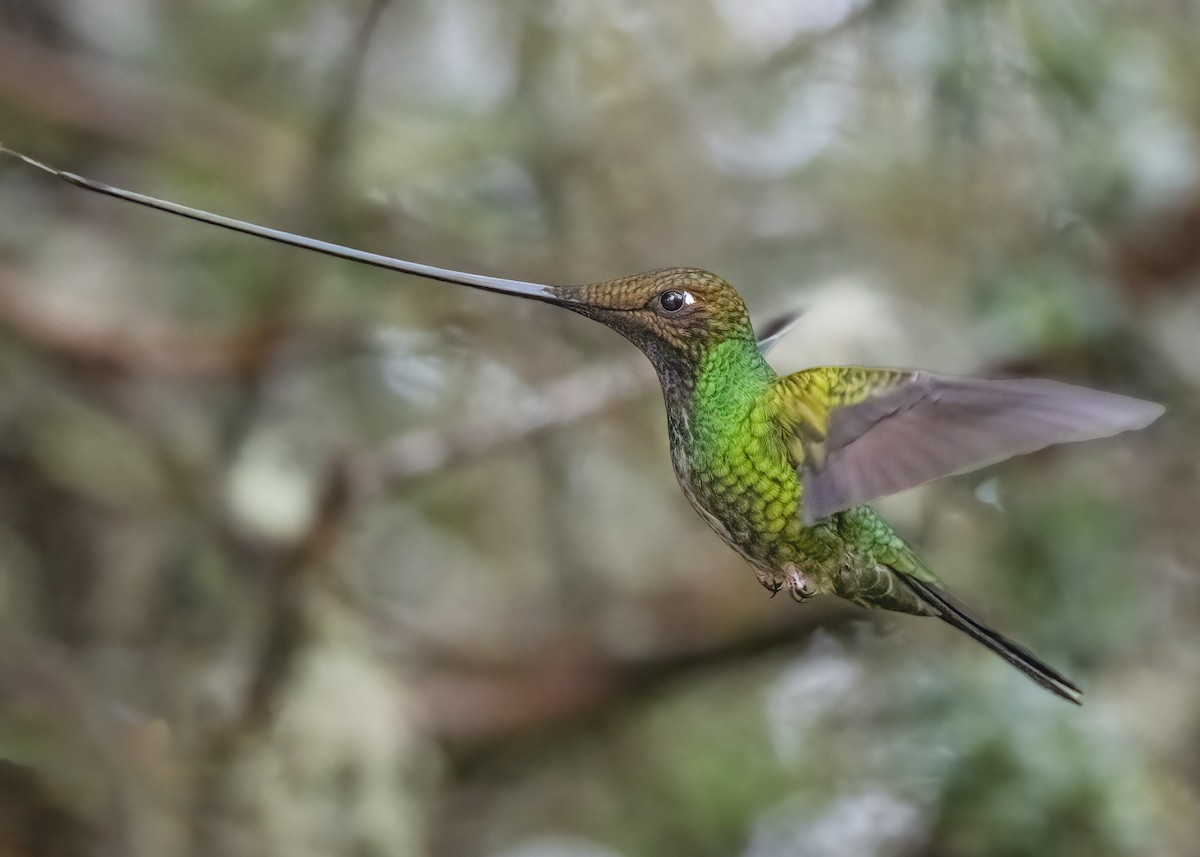 Sword-billed Hummingbird - ML429638721