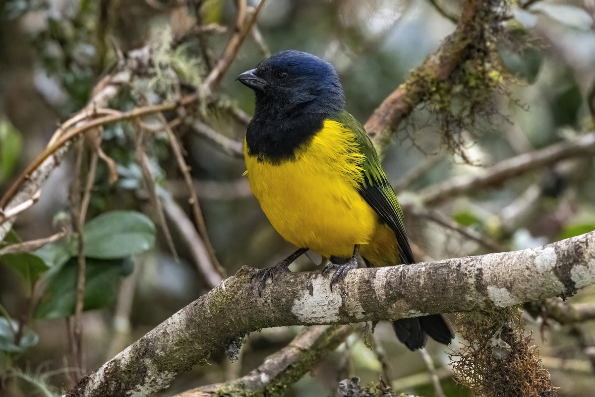 Black-chested Mountain Tanager - Nina Hale