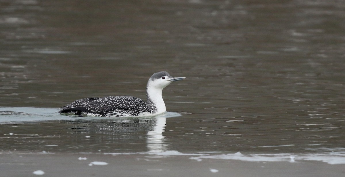 Red-throated Loon - ML42964091