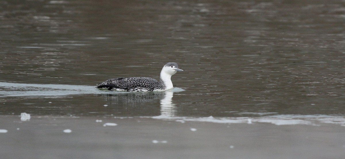Red-throated Loon - ML42964101