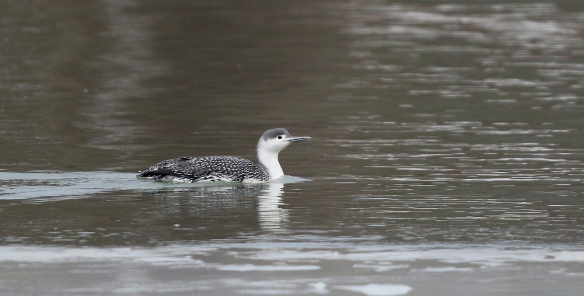 Red-throated Loon - ML42964111