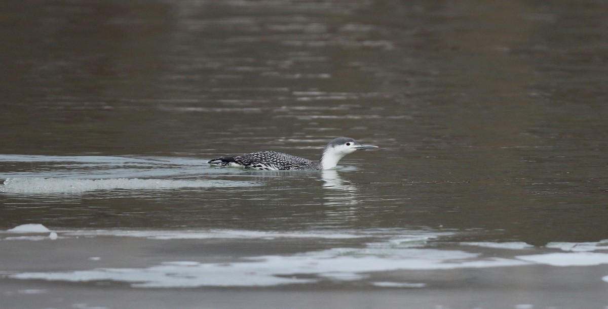 Red-throated Loon - ML42964131