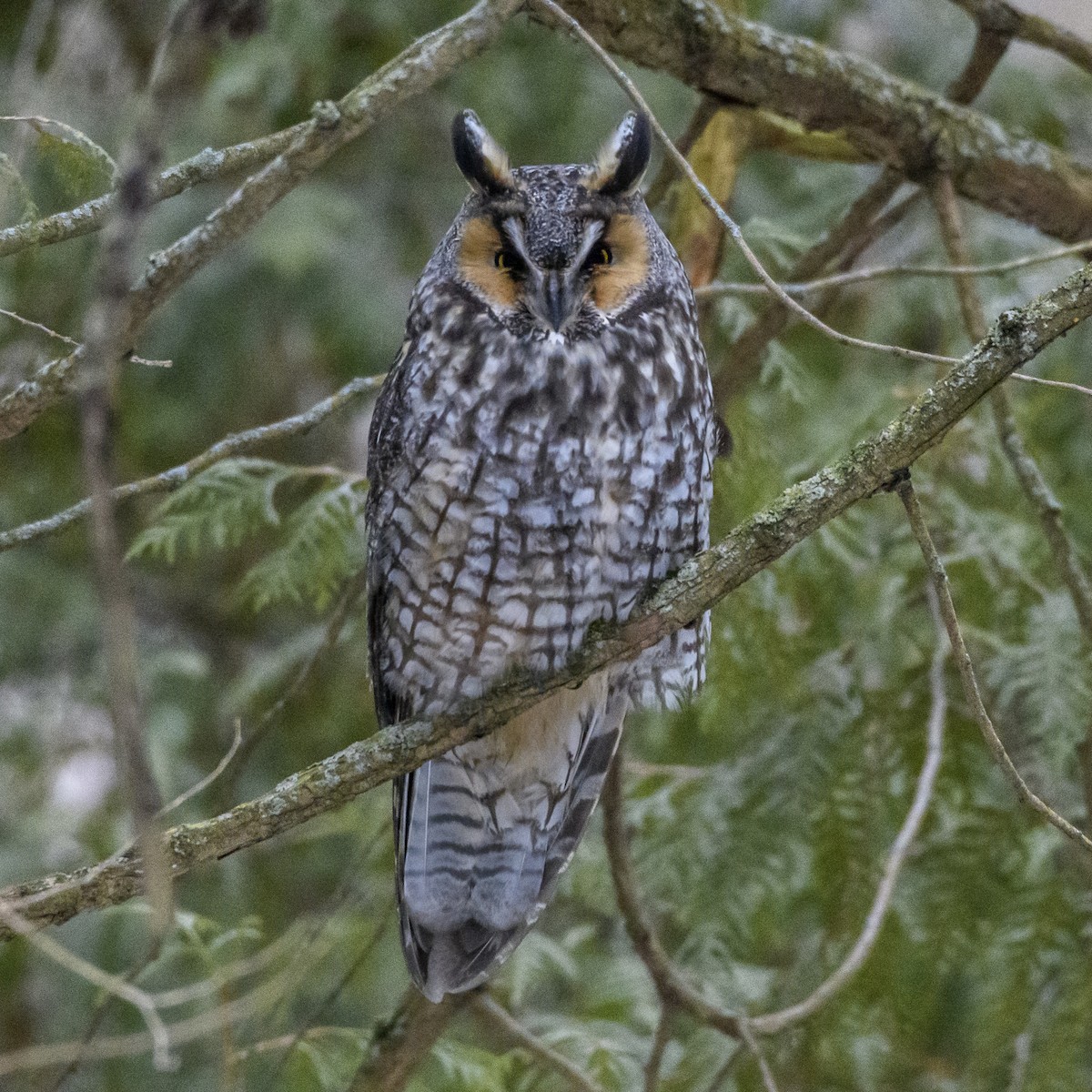 Long-eared Owl - ML429641621