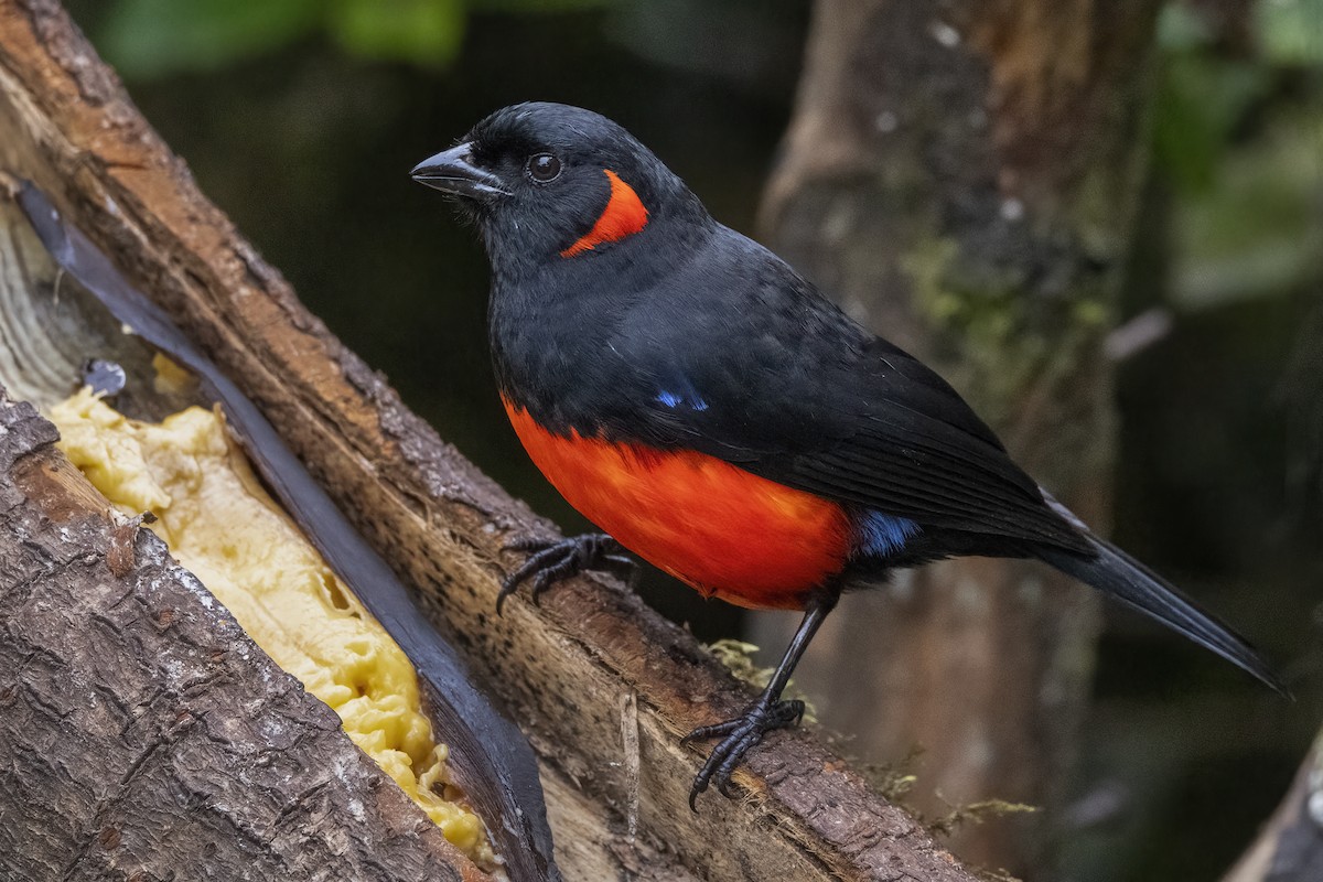 Scarlet-bellied Mountain Tanager - Nina Hale