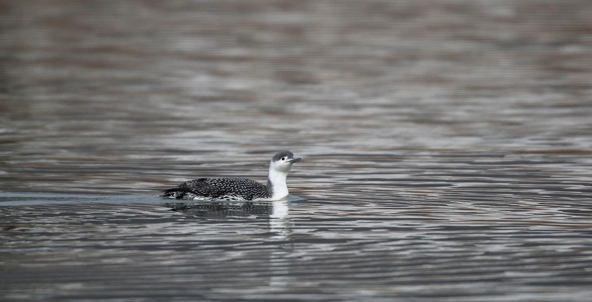 Red-throated Loon - ML42964391
