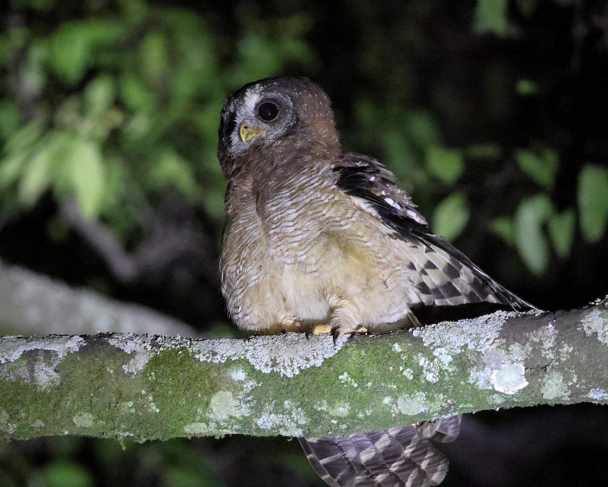 African Wood-Owl - ML429647851