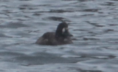 Greater/Lesser Scaup - ML429648211