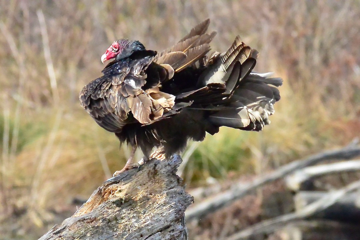 Turkey Vulture - Seth Honig