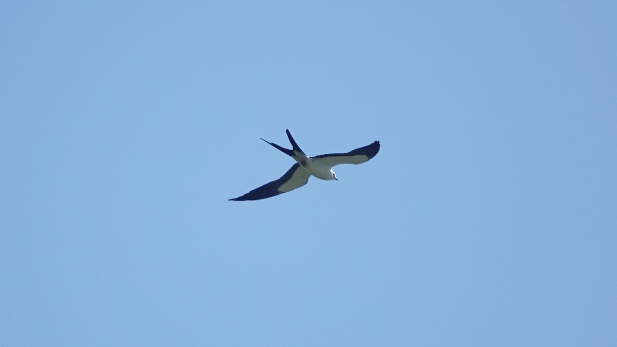 Swallow-tailed Kite - Barry Day