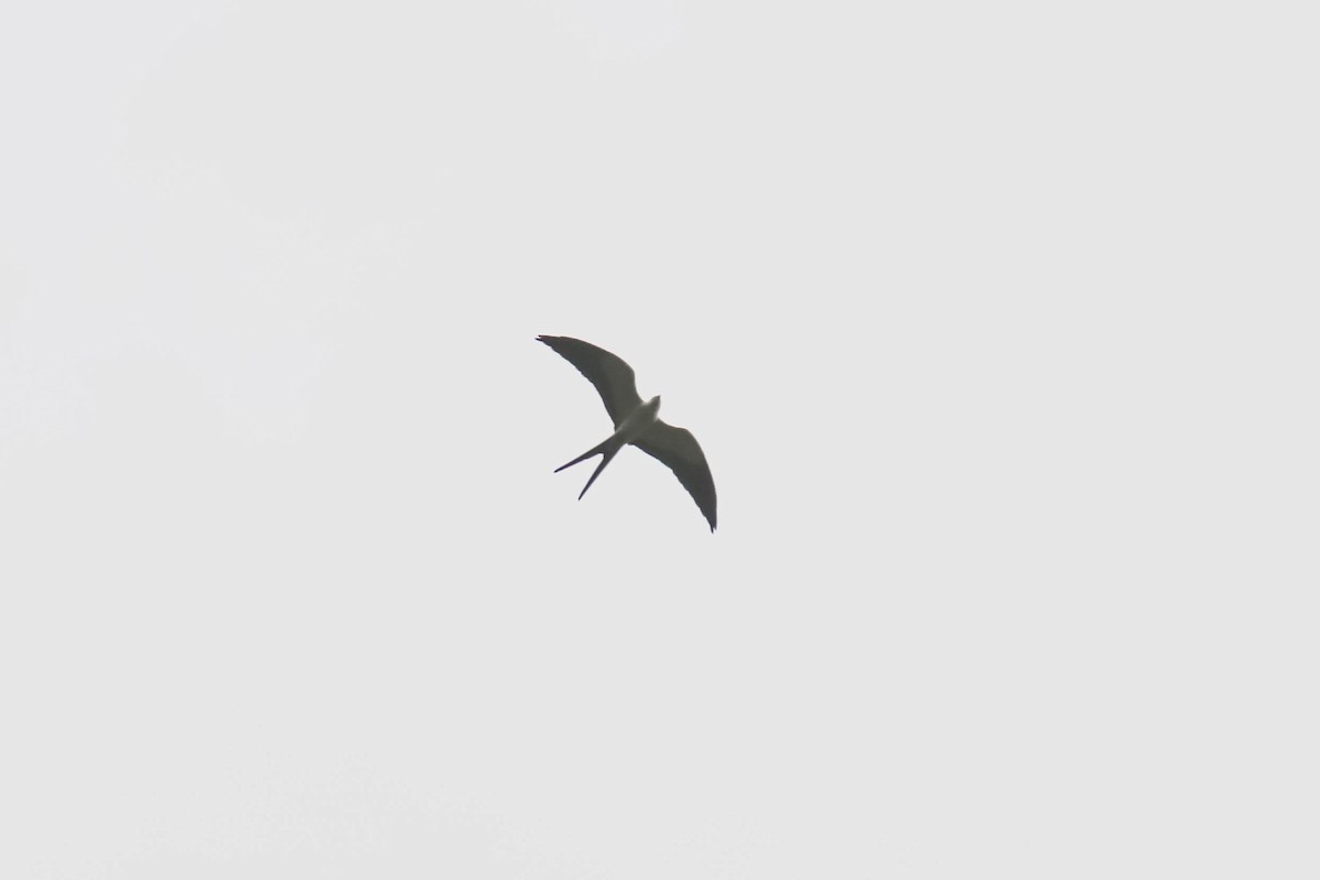 Swallow-tailed Kite - ML429663901