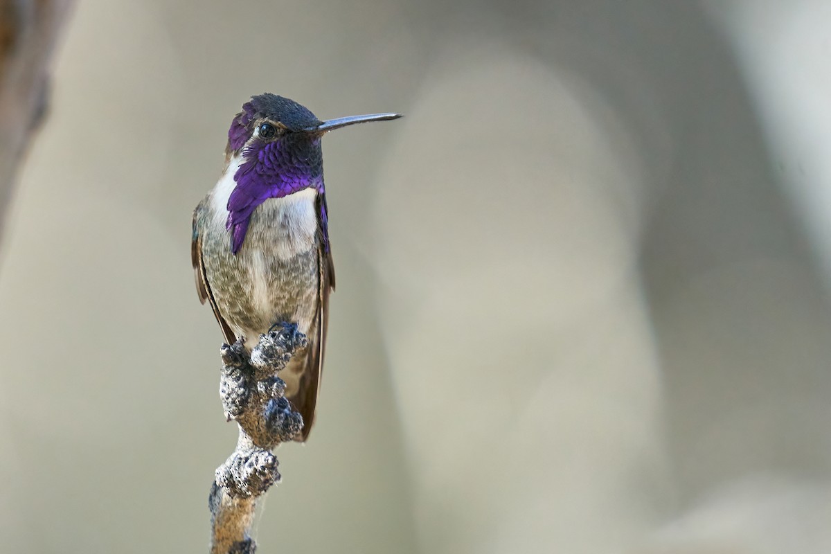 Costa's Hummingbird - Grigory Heaton