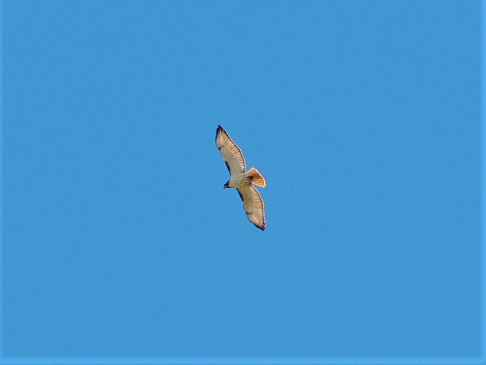 Red-tailed Hawk (borealis) - ML429667861