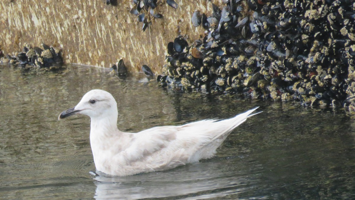 ebird-checklist-21-may-2016-bc-ferries-langdale-to-horseshoe-bay