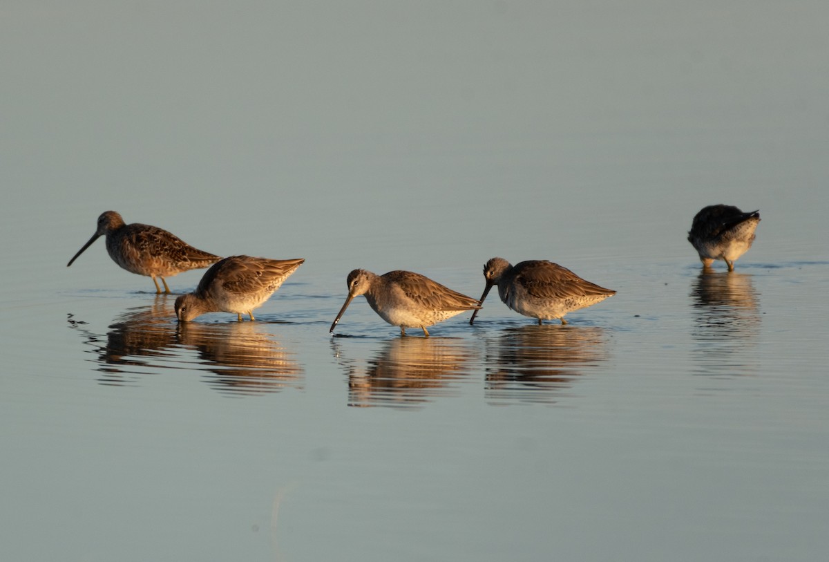 Long-billed Dowitcher - ML429678801