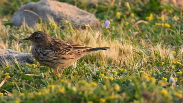 Red-throated Pipit - ML429680831