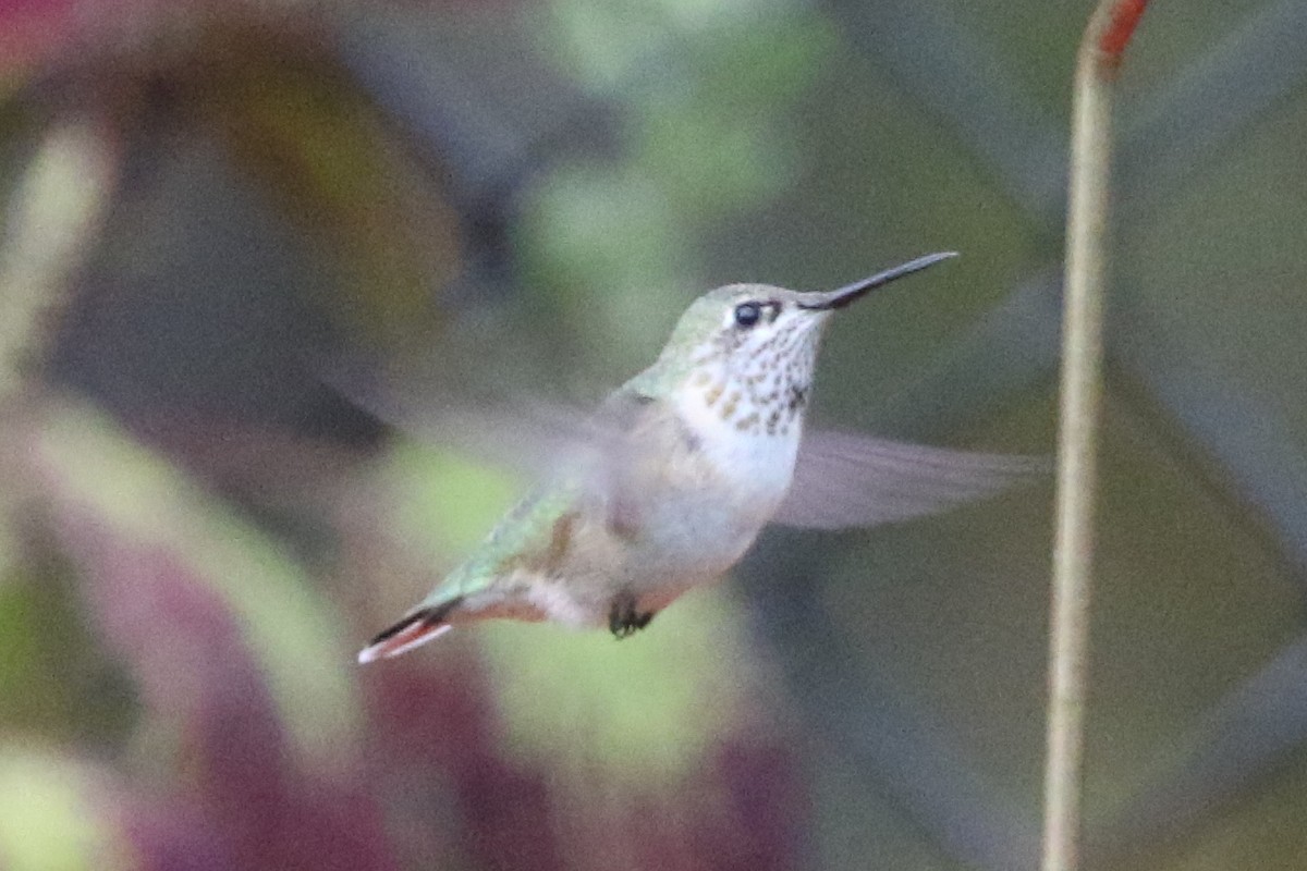 Calliope Hummingbird - ML42968491