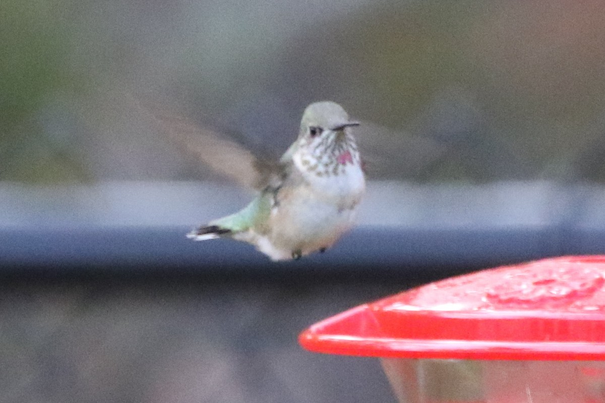 Calliope Hummingbird - ML42968511