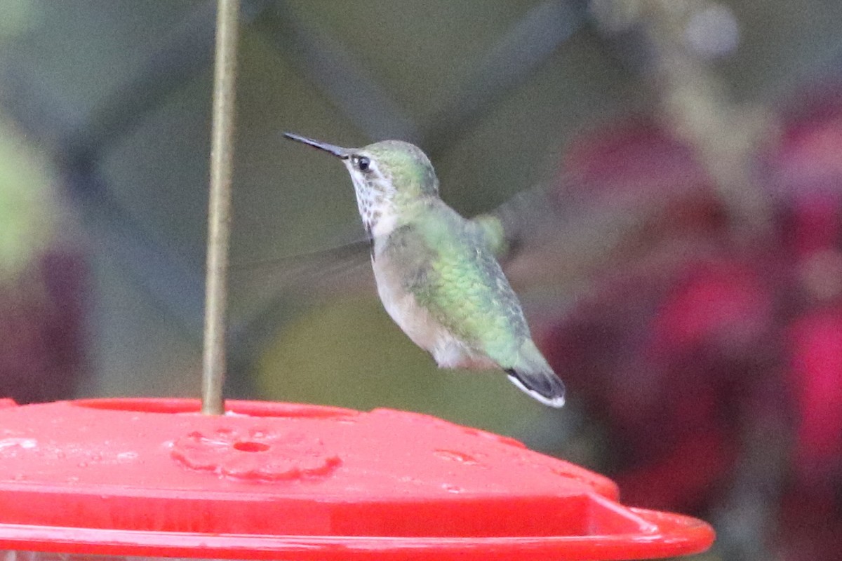 Calliope Hummingbird - ML42968521